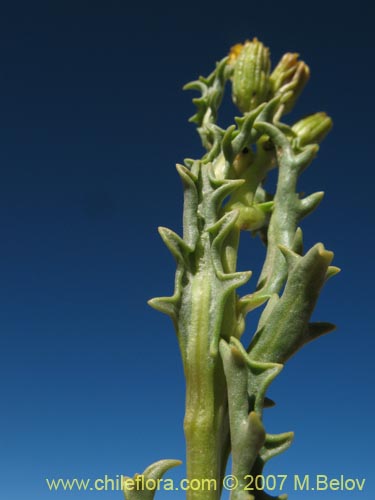 Image of Senecio sp. #1457 (). Click to enlarge parts of image.