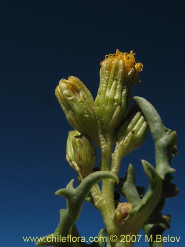 Image of Senecio sp. #1457 (). Click to enlarge parts of image.