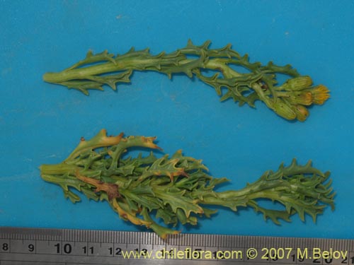 Image of Senecio sp. #1457 (). Click to enlarge parts of image.