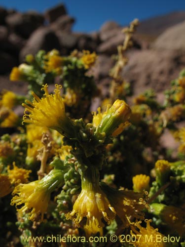 Image of Senecio sp. #1456 (). Click to enlarge parts of image.