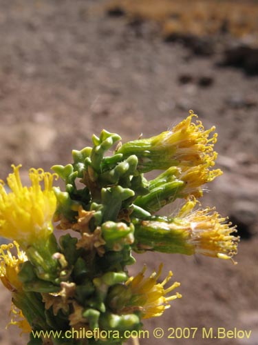 Image of Senecio sp. #1456 (). Click to enlarge parts of image.