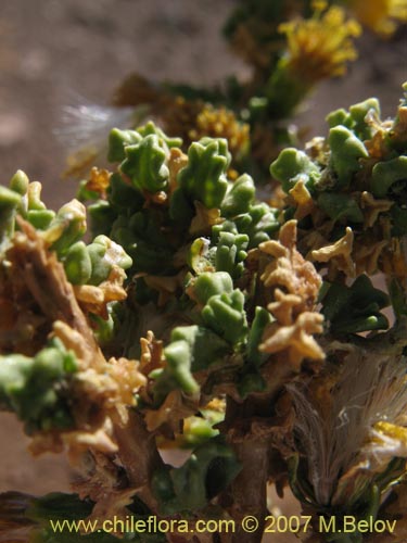 Image of Senecio sp. #1456 (). Click to enlarge parts of image.