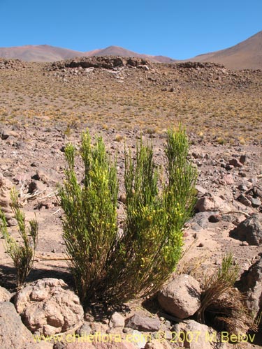 Bild von Fabiana denudata Miers (). Klicken Sie, um den Ausschnitt zu vergrössern.