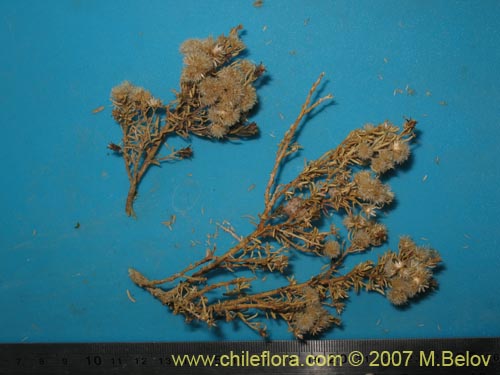 Image of Baccharis boliviensis (). Click to enlarge parts of image.