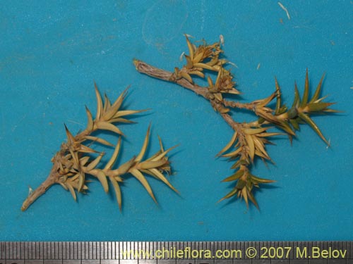 Image of Chuquiraga atacamensis (). Click to enlarge parts of image.