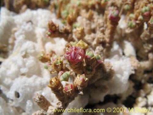 Sarcocornia pulvinata的照片