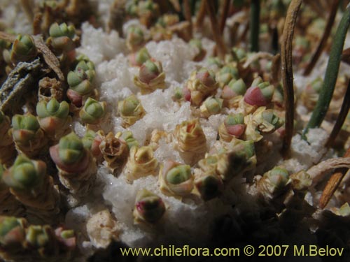 Sarcocornia pulvinata的照片