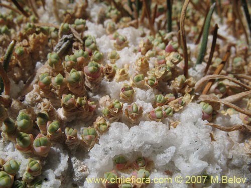 Sarcocornia pulvinata的照片