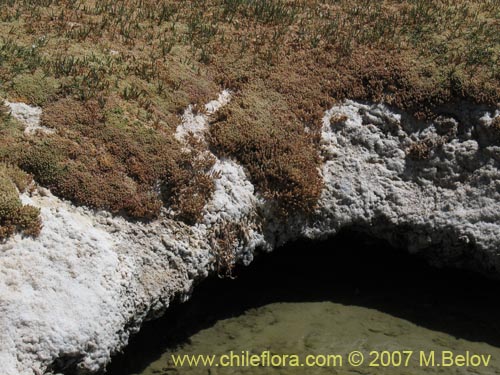 Sarcocornia pulvinata的照片