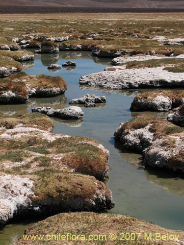 Sarcocornia pulvinata的照片