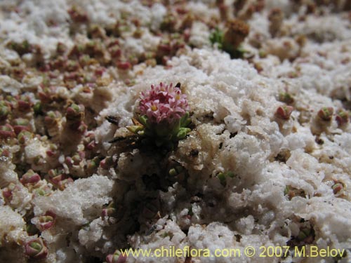 Image of Baccharis acaulis (). Click to enlarge parts of image.