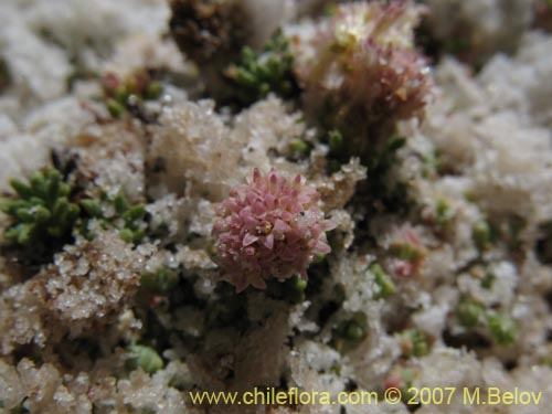 Image of Baccharis acaulis (). Click to enlarge parts of image.