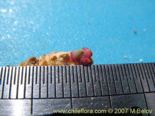 Sarcocornia pulvinata的照片