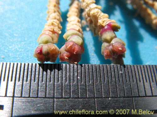 Sarcocornia pulvinata的照片