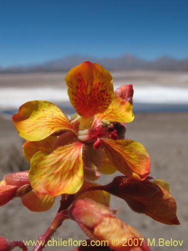 Image of Hoffmannseggia doellii (). Click to enlarge parts of image.