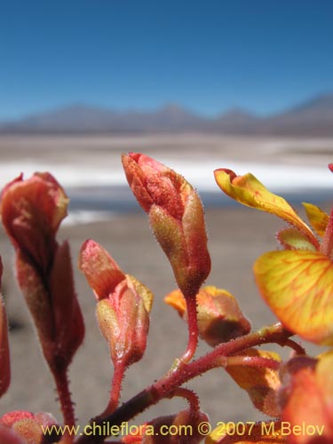 Bild von Hoffmannseggia doellii (). Klicken Sie, um den Ausschnitt zu vergrössern.