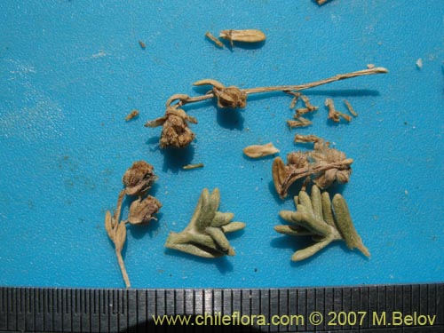 Image of Unidentified Plant sp. #1794 (). Click to enlarge parts of image.