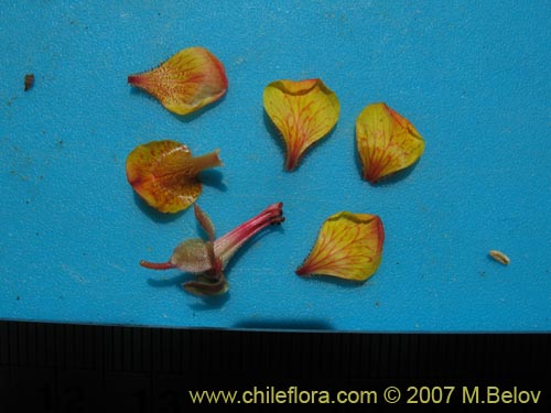 Bild von Hoffmannseggia doellii (). Klicken Sie, um den Ausschnitt zu vergrössern.