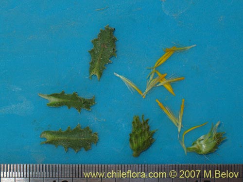 Haplopappus rigidus의 사진