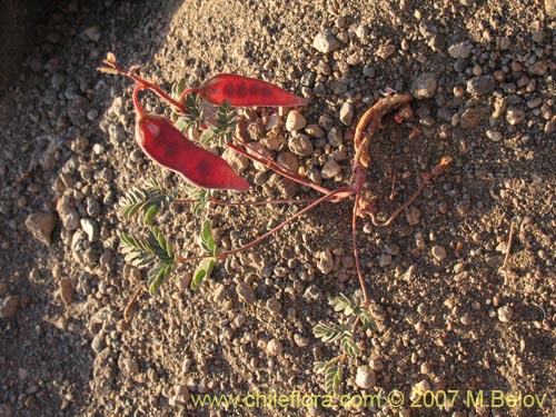 Bild von Hoffmannseggia doellii (). Klicken Sie, um den Ausschnitt zu vergrössern.