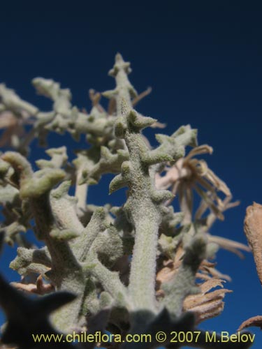 Senecio sp. #1326의 사진