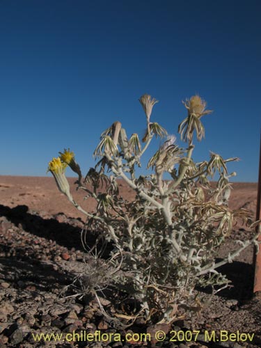 Senecio sp. #1326의 사진