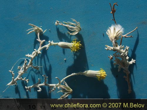 Senecio sp. #1326의 사진