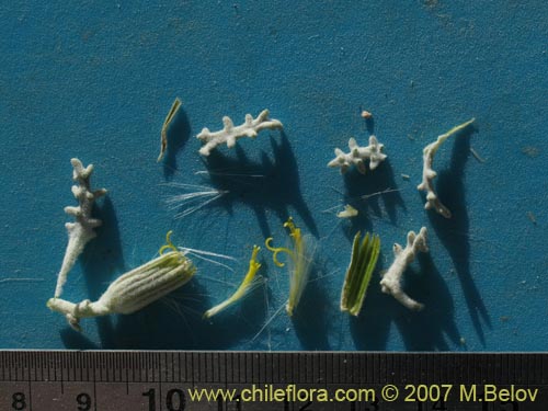 Senecio sp. #1326의 사진