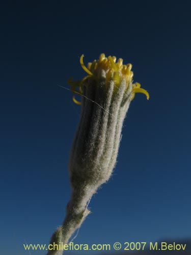 Senecio sp. #1326의 사진
