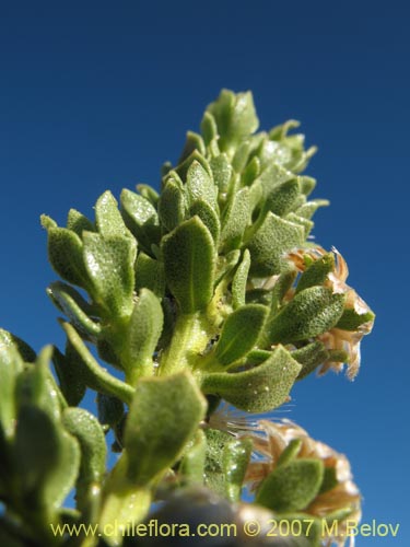 Bild von Baccharis sp. #1327 (). Klicken Sie, um den Ausschnitt zu vergrössern.
