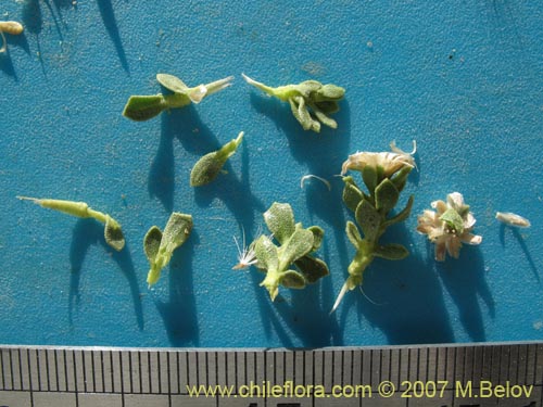 Bild von Baccharis sp. #1327 (). Klicken Sie, um den Ausschnitt zu vergrössern.