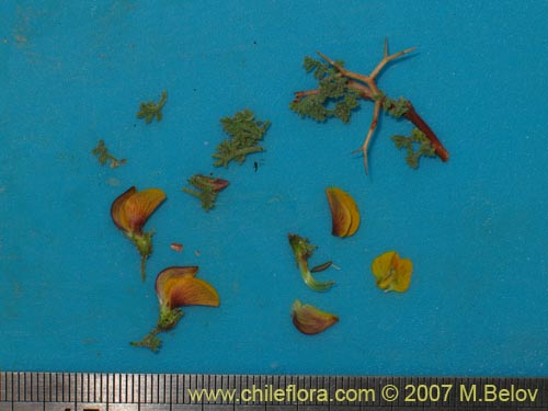 Bild von Adesmia sp. #1329 (). Klicken Sie, um den Ausschnitt zu vergrössern.