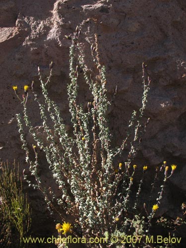Image of Senecio sp. #1331 (). Click to enlarge parts of image.