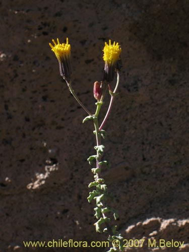 Image of Senecio sp. #1331 (). Click to enlarge parts of image.