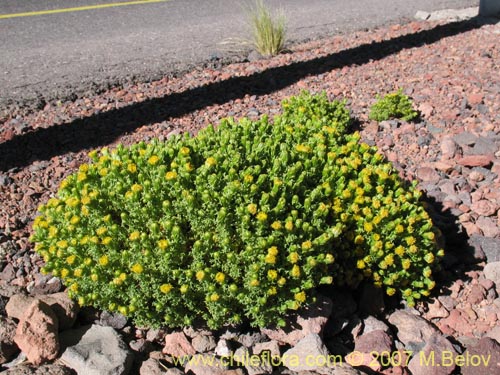 Image of Senecio sp. #1458 (). Click to enlarge parts of image.