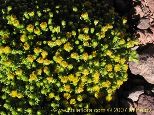 Image of Senecio sp. #1458 (). Click to enlarge parts of image.