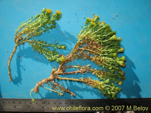Image of Senecio sp. #1458 (). Click to enlarge parts of image.