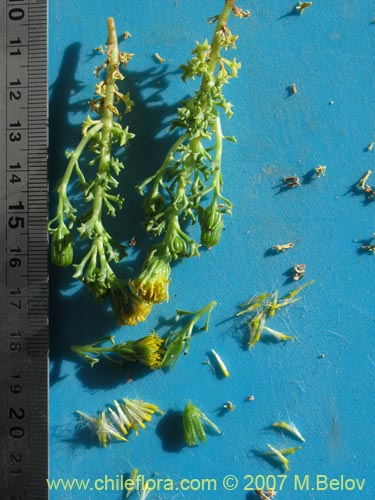 Image of Senecio sp. #1458 (). Click to enlarge parts of image.