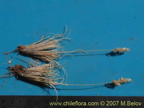 Image of Poaceae sp. #1324 (). Click to enlarge parts of image.