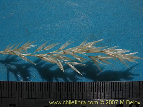 Poaceae sp. #3046의 사진