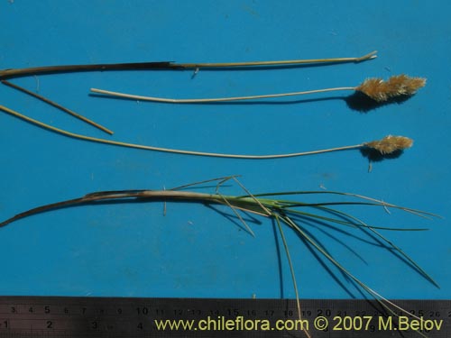 Image of Deyeuxia chrysantha (). Click to enlarge parts of image.