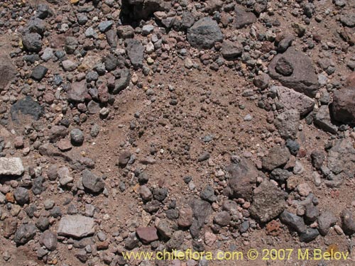 Nototriche sp. #1099的照片