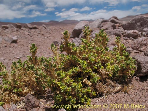 Image of Mulinum crassifolium (). Click to enlarge parts of image.