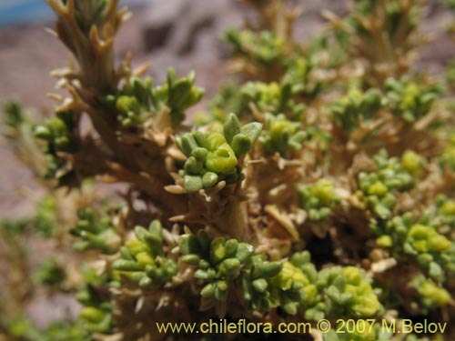 Image of Mulinum crassifolium (). Click to enlarge parts of image.