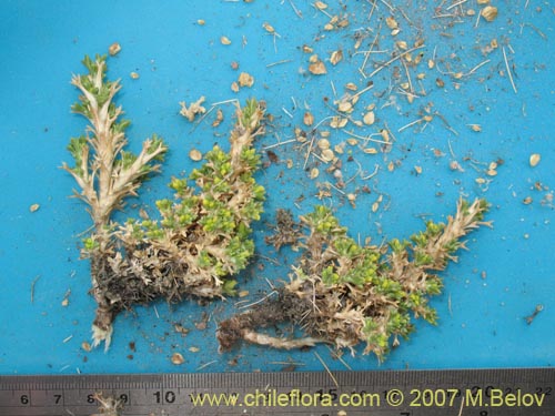 Image of Mulinum crassifolium (). Click to enlarge parts of image.