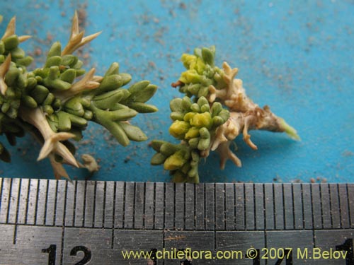 Image of Mulinum crassifolium (). Click to enlarge parts of image.