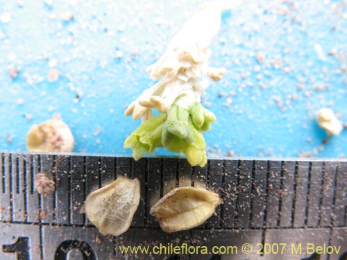 Bild von Mulinum crassifolium (). Klicken Sie, um den Ausschnitt zu vergrössern.