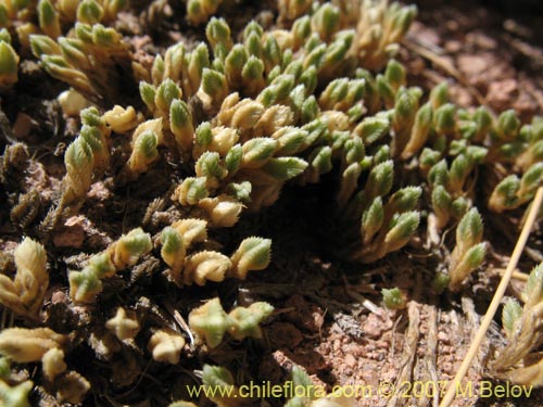 Pycnophyllum sp. #3065的照片