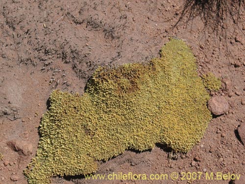 Pycnophyllum sp. #3065的照片