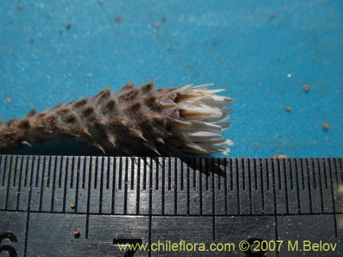 Imágen de Chaetanthera revoluta (). Haga un clic para aumentar parte de imágen.